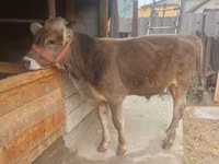 ثور, Swiss cattle — الصورة 4