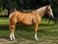 Horse (M), Quarter Horse — photo 1