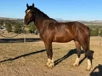 घोड़ा, Clydesdale — फ़ोटो 2