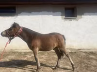 Horse (M), Horses — photo 2
