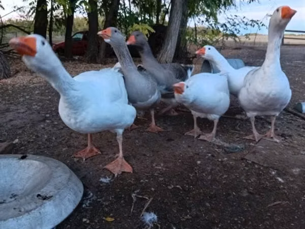 Kijivu na Kijivu Madoadoa Bata wa Denmark