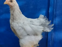Brahma — Foto 2