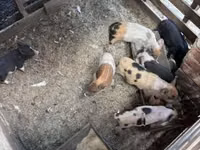 Sow, Pigs — photo 4