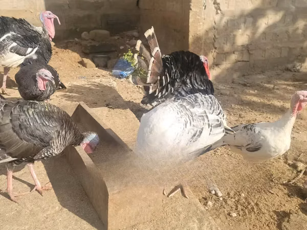 Turkeys — Tanzania