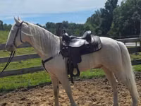 Caballo, Kentucky mountain daddle horse — foto 8