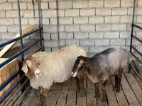 भेड़, भेड़ — फ़ोटो 2