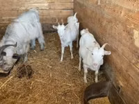 Goat, Goats — photo 8