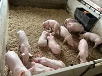 Schweine (Partie, Geschlecht nicht angegeben) — Foto 7