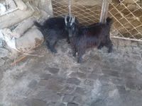 Billy Goat, Goats — photo 1