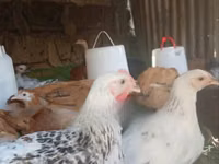 Shamo chickens — picha 3