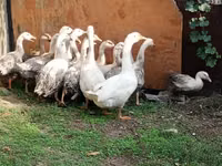 Linda — Foto 1