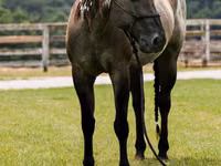 Farasi dume, Quarter Horse — picha 8