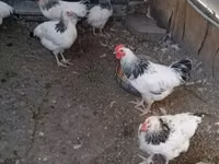 Danish hen — picha 2