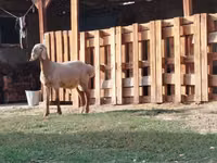 公羊, Rhon sheep — 照片 1