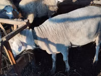 Carnero, Lacaune sheep — foto 4