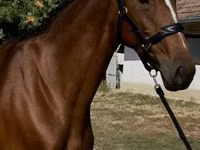 Farasi jike, Hanoverian — picha 1