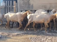 भेड़, Arashan sheep — फ़ोटो 7