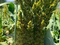 Fodder Mabrouk Sudan Grass — 照片 2