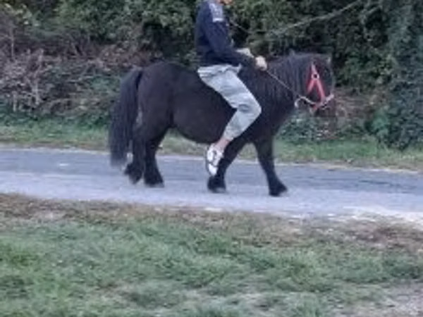 Mare, Horses