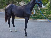 Farasi dume, Akhal-Teke — picha 6