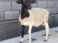 公羊, Hissar sheep — 照片 2