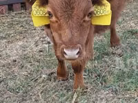 Bull, Dexter — photo 1