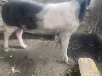 Cerdos (lote, sexo no especificado) — foto 5