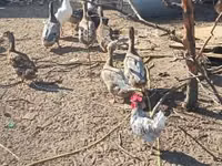 Ducks — Foto 3