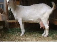 Mbuzi dume, Saanen goat — picha 4