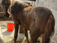 Mare, Tatar horse — photo 1