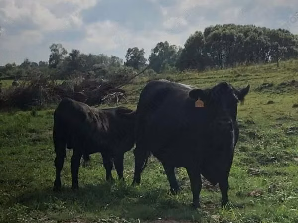 母牛, Swiss cattle