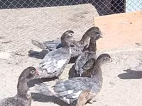 Ducks — foto 1
