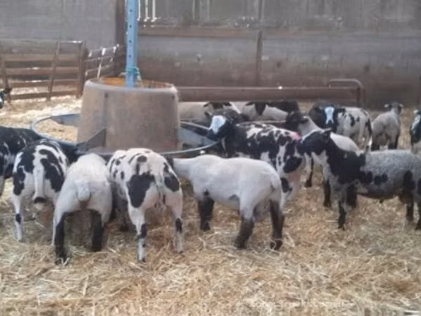 Dume la kondoo, Zwartbles sheep