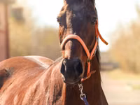 Mare, Thoroughbred horse — photo 1