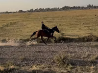 Farasi jike, French Trotter — picha 1