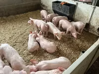 Schweine (Partie, Geschlecht nicht angegeben), Schweine — Foto 1