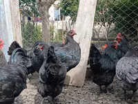 Australorp — picha 5