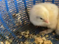 婆罗门鸡 — 照片 3
