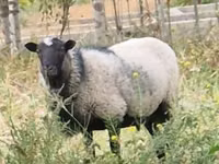 公羊, Romanov sheep — 照片 1