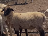 Dume la kondoo, Hampshire sheep — picha 1