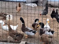 German Pekin — photo 2