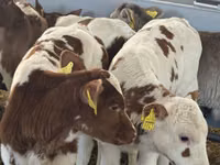 أبقار (دفعة، الجنس غير محدد), Simmental cattle — الصورة 1