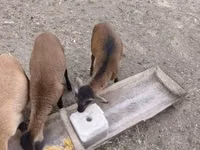 كبش, Cameroon sheep — الصورة 3