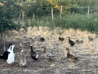 Schopfig — Foto 2