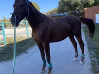 Farasi dume, Budyonny horse — picha 1