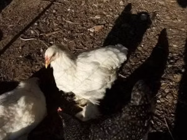 Brahma