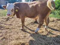 Toro, Raza gris húngara — foto 4