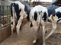 Vaca, Raza Holstein — foto 1