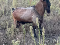 Ziegenbock, Ziegen — Foto 3