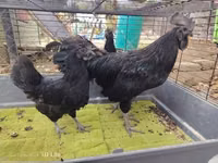 आयम सेमानी — फ़ोटो 1